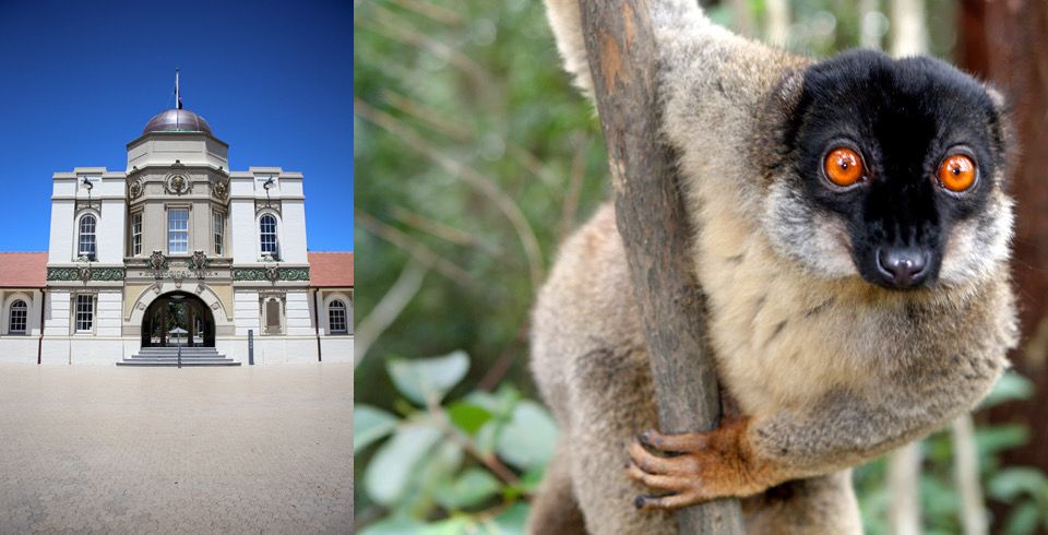 Construction of a new “Lemur Forest Adventure” at Taronga Zoo. This involved the redevelopment of the former seal enclosure to provide an intimate and memorable experience of lemurs and elevate the importance of conservation for animal habitats
